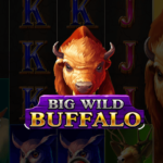 Big Wild Buffalo